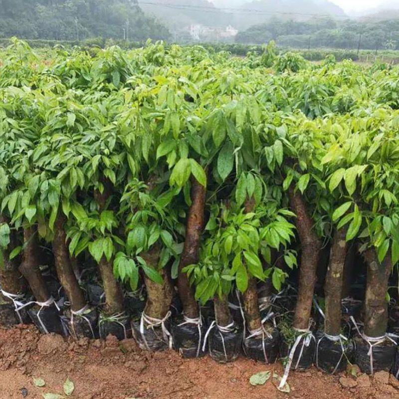 [荔枝苗批发]新品种冰荔荔枝树苗高压苗矮化盆栽水果苗带土带叶大苗