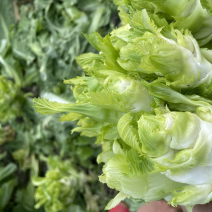 新鲜现砍儿菜