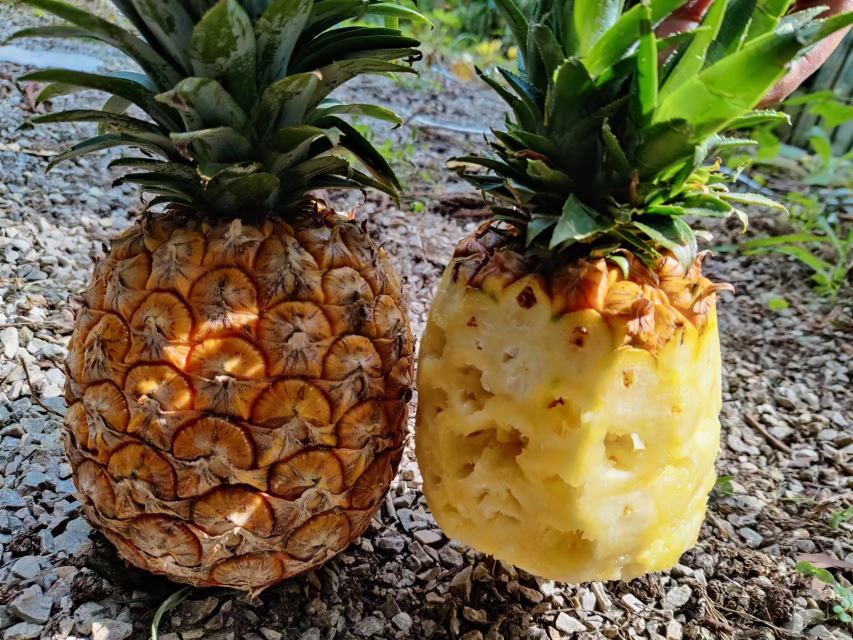 新鲜菠萝与变质菠萝的对比图