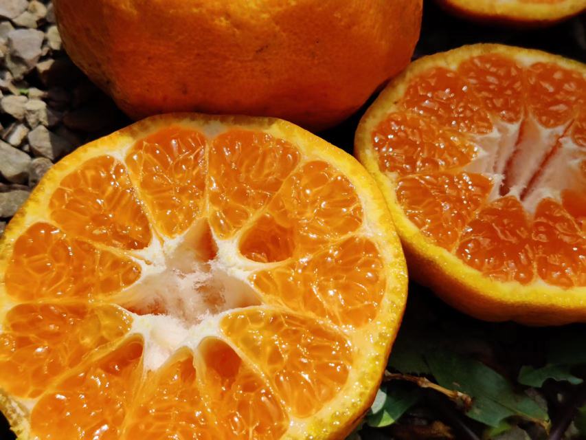 不知火柑桔果肉切开后呈现晶莹剔透的果粒,汁水丰富,色泽诱人 不知火柑桔果肉切片