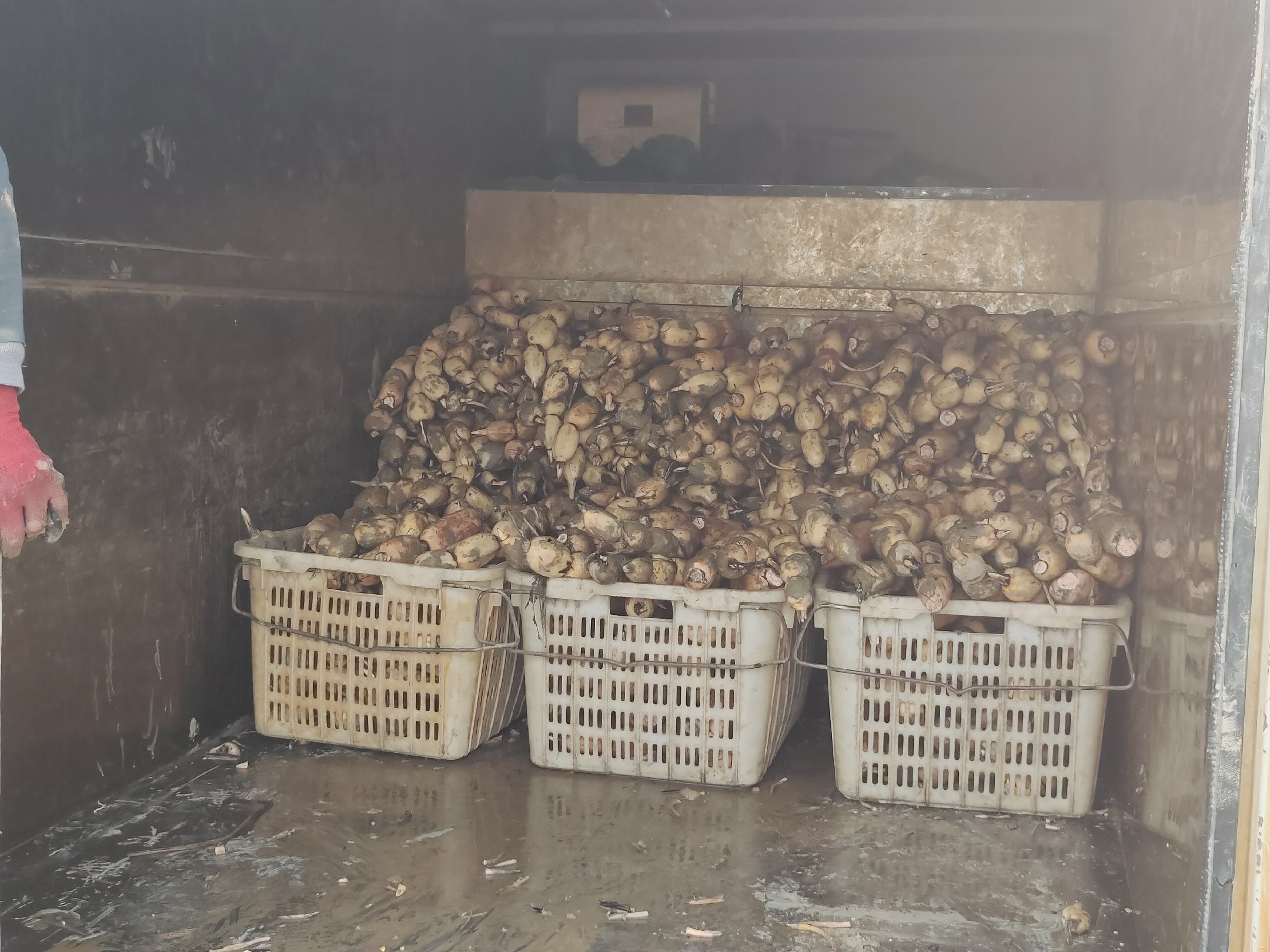 新鲜莲藕在清洗后进行分拣和包装,准备进入市场 莲藕采收后清洗包装