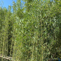 福建漳州基地刚竹量大从优欢迎全国老板前来考察洽谈