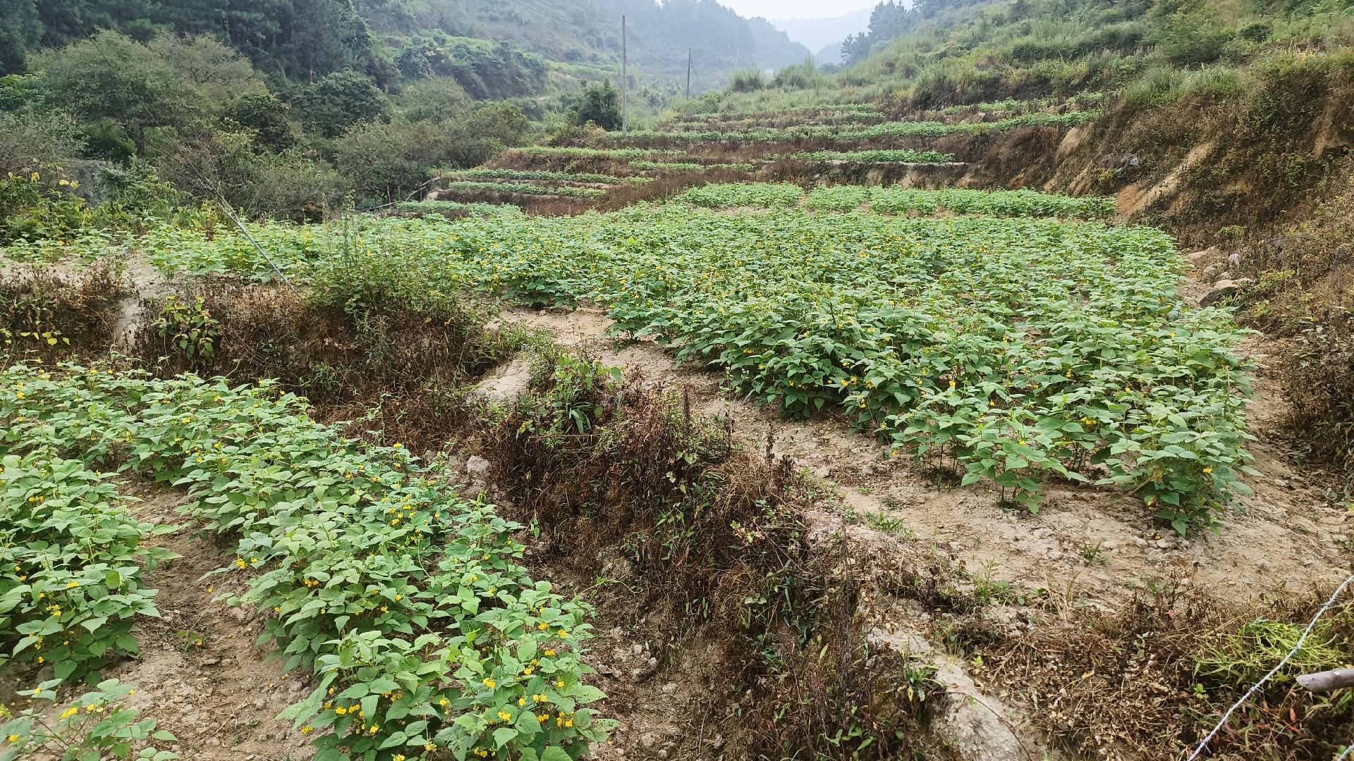 黑豆种植基地航拍图