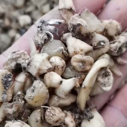 毛慈菇价格行情_今日毛慈菇价格多少钱一斤 _ 一亩田