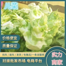 新鲜儿菜量大价优万亩基地专供商场超市全国发货