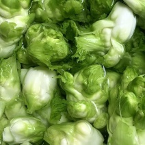 儿菜四川儿菜新鲜儿菜大量上市欢迎联系自己货源价格优惠好运输