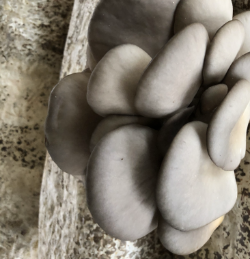 [小黑平菇批发]精品黑平菇 菌棒出售价格1.00元/斤 - 一亩田