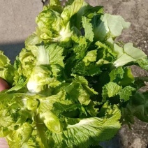 儿菜，产地直供，一手货源基地直发全国代发，量大从优可视频