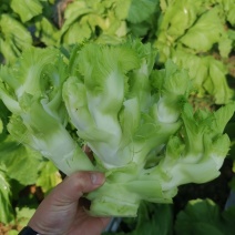 早熟儿菜