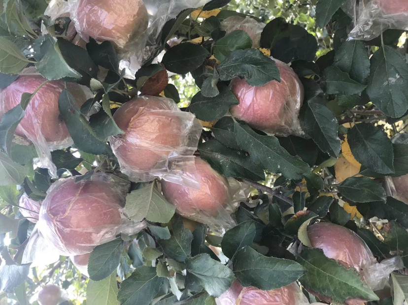 甜柿果园套袋作业现场实景图