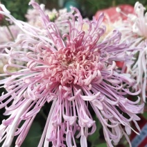 独本菊