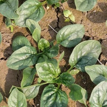 徐州地区大棚露地市场加工厂用波菜，基地直供货源充足