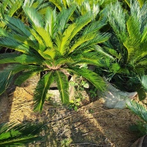 贵州铁树基地精品铁树大盆栽花规格齐全，货量充足，可视频货