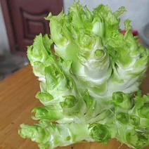 精品儿菜基地直供量大从优