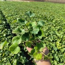 二月兰杯苗早春花卉蓝色宿根花卉过冬花卉多年生