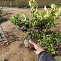 金森女贞大杯苗基地现货道路绿化苗色块种植高成活率