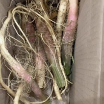 野刺苋根带刺汉菜根新鲜红刺苋根刺菜根红梗刺笕菜苋菜头马