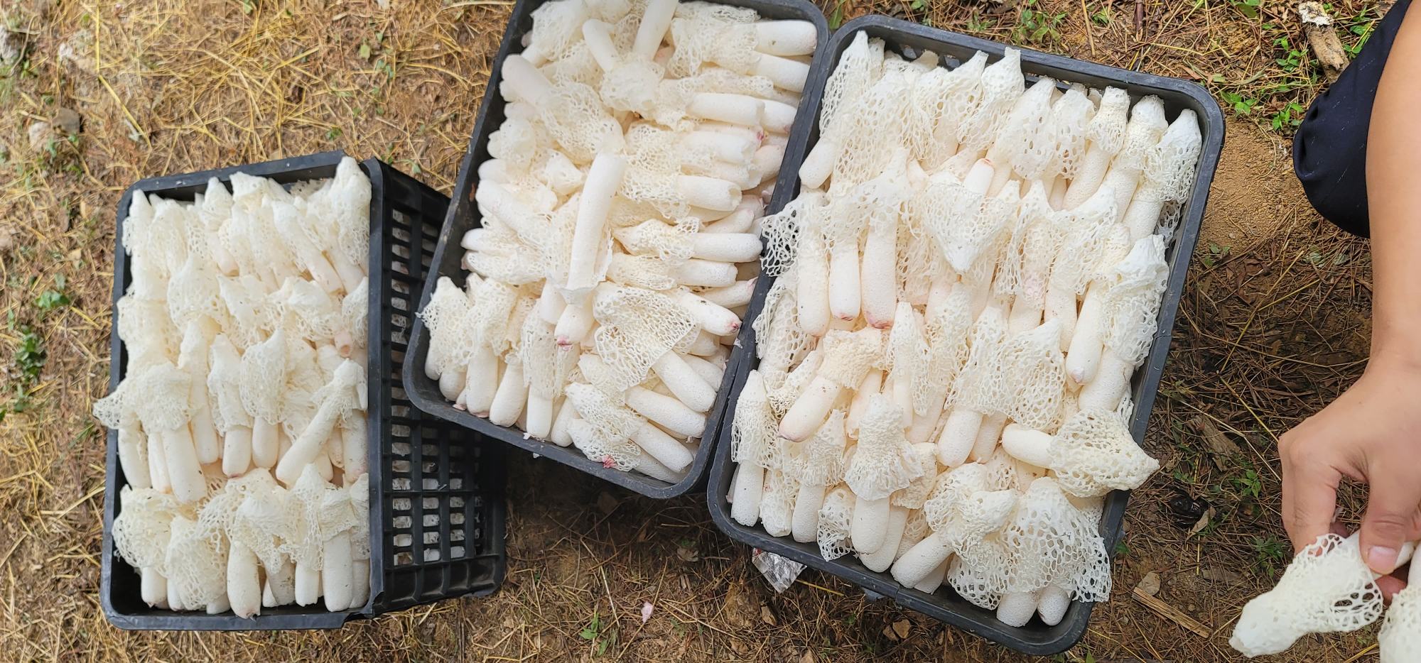 现代化食用菌加工厂内景,工人正在操作传送带对新鲜采摘的长裙竹荪菇进行清洗、分拣和切段处理,旁边设有不锈钢烘干设备,整体环境整洁明亮,体现标准化生产流程 长裙竹荪菇加工生产线场景