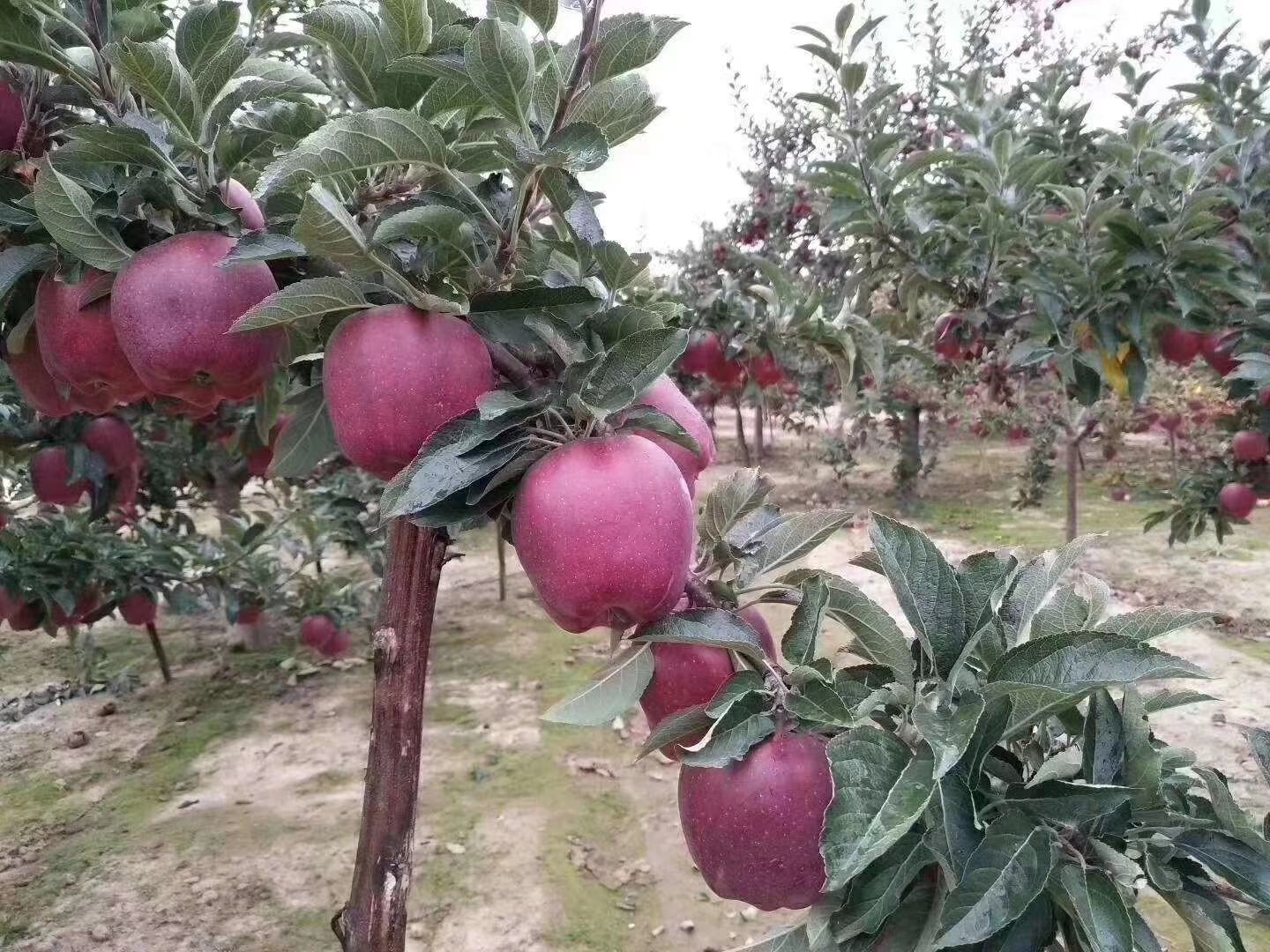 果园中美八苹果成熟景象
