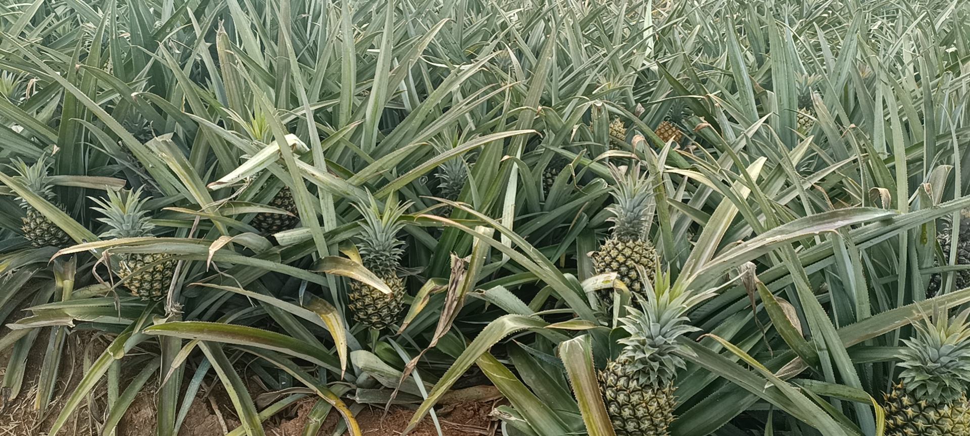 田间采摘实景：海南文昌菠萝种植基地，农户正手工采收成熟菠萝，果实饱满金黄，叶片青翠，土壤呈典型红壤特征，远处可见现代化预冷车间
