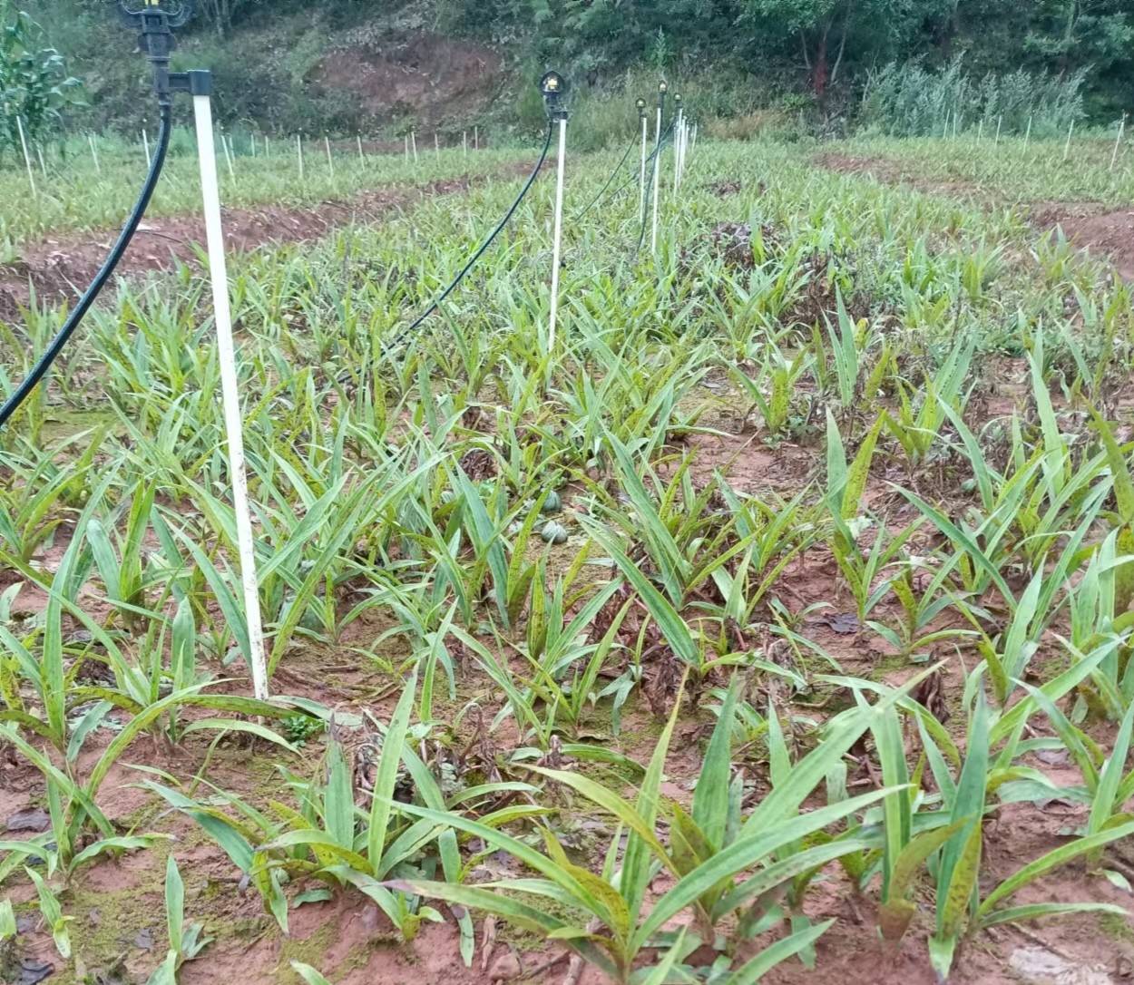 展示温室中使用滴灌设备对白菜进行精准灌溉的场景 温室大棚内白菜滴灌现场图