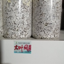 大叶凤尾菇！耐高温品种！800毫升标准塑料瓶装原种！