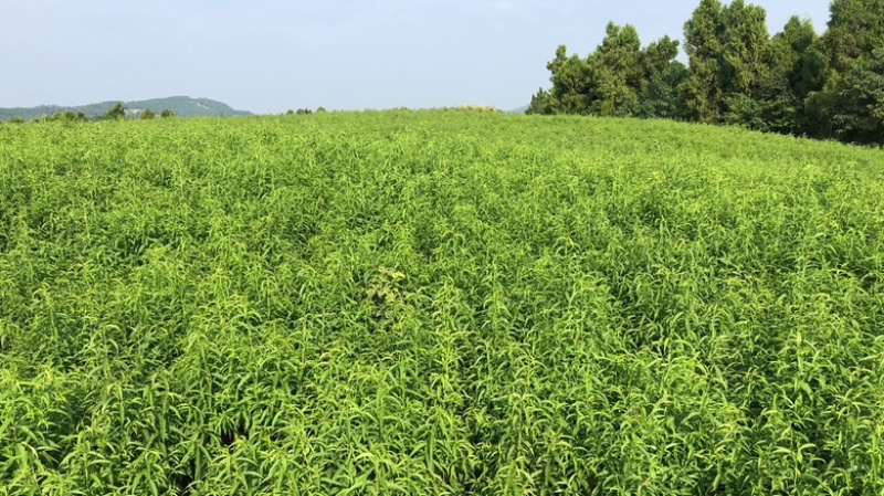 种植黄桃树苗价格及图片
