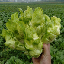 砀山县精品儿菜，产地源头，实时报价，视频看货