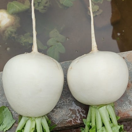 四川乐山峨眉山市圆萝卜价格行情走势 - 一亩田