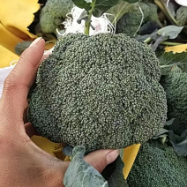 河北邯郸精品西兰花，量大质优，欢迎全国各地客商前来咨询