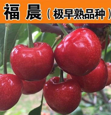 福晨大樱桃的授粉品种图片