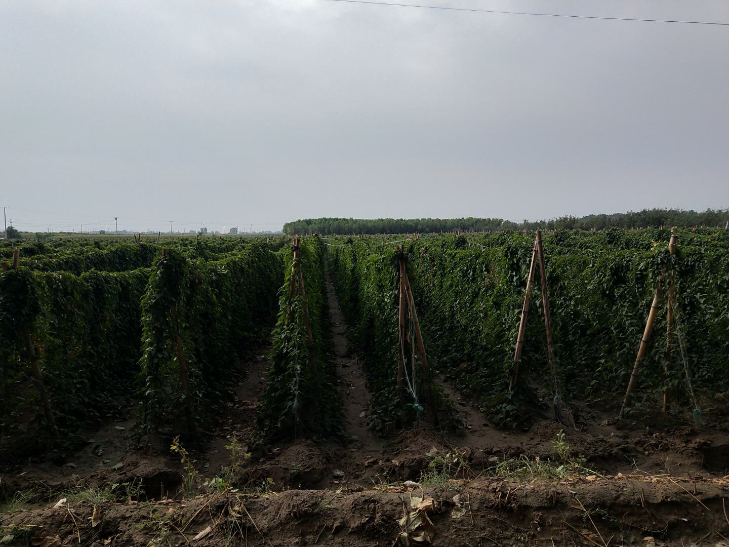 山东聊城莘县广袤的白玉山药种植基地,土壤肥沃,灌溉便利,是全国重要的白玉山药生产基地 莘县白玉山药种植基地航拍图