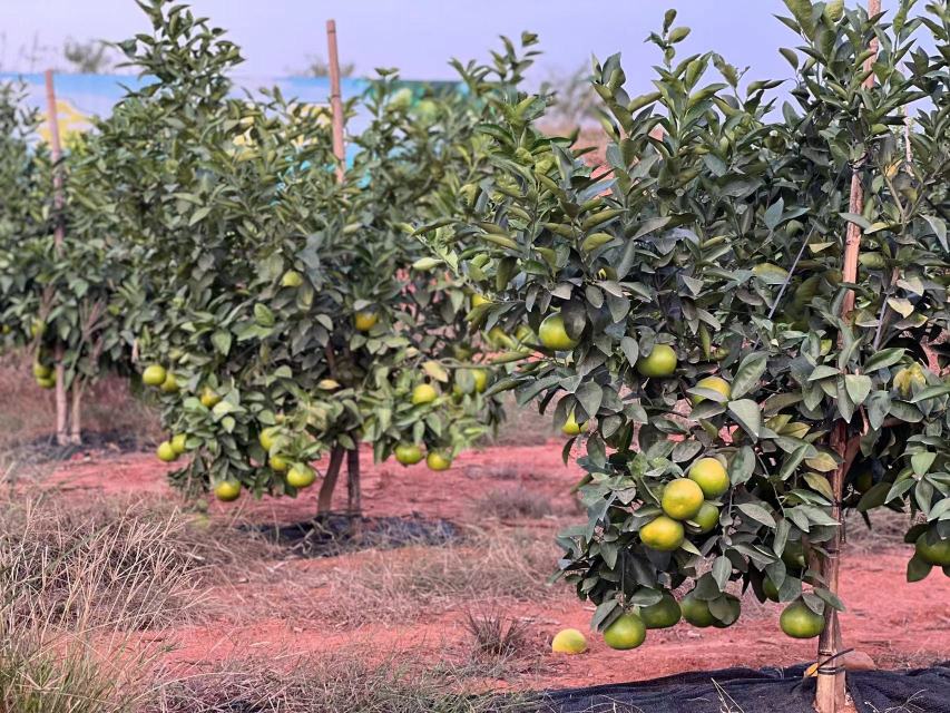 葡萄柚果园实景图