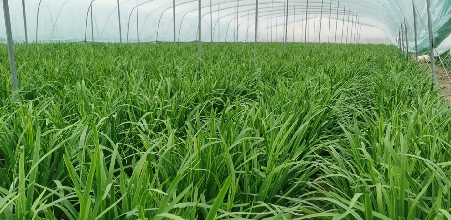 冬季温室韭菜种植