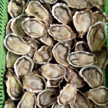 生蚝蚝【海头厂家】乳山生蚝福建蚝大生蚝小生蚝