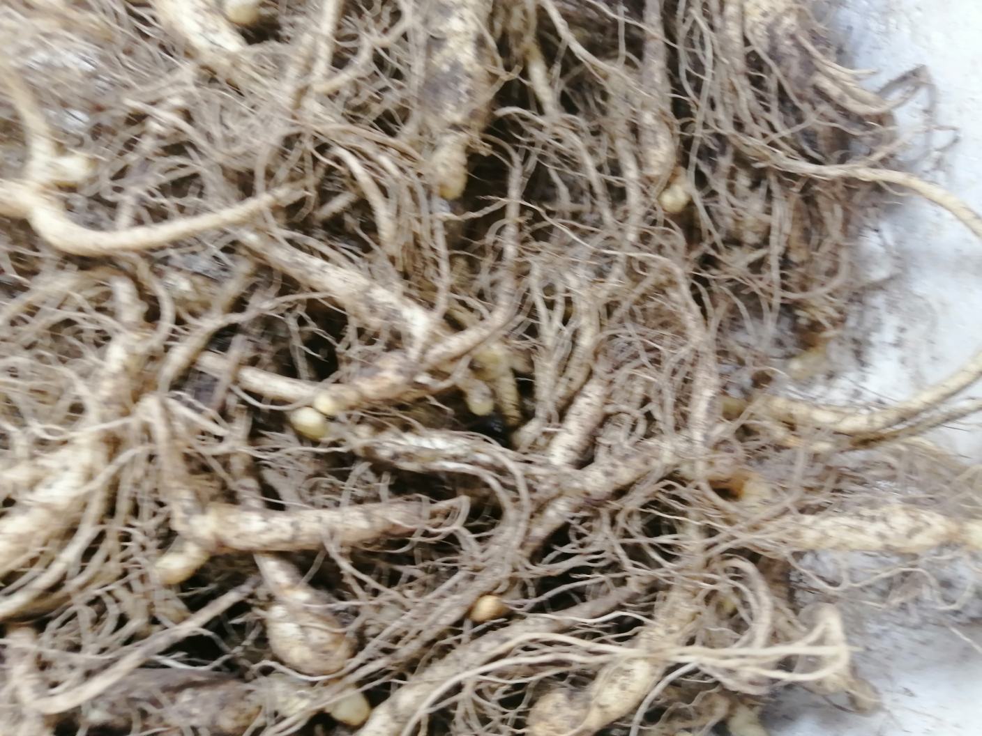 长白山新鲜采挖的人参植株特写