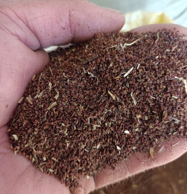 [麻子批发]吉林省野生山之麻子价格7.50元/斤 - 一亩田