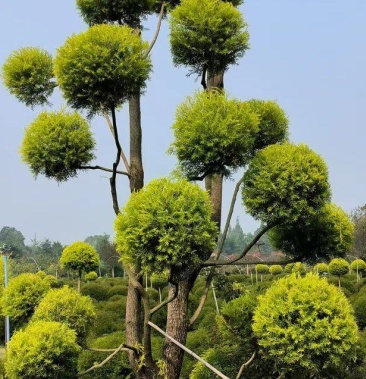 [黄金香柳批发]千层金黄金香柳造型价格1000.00元/棵 - 一亩田