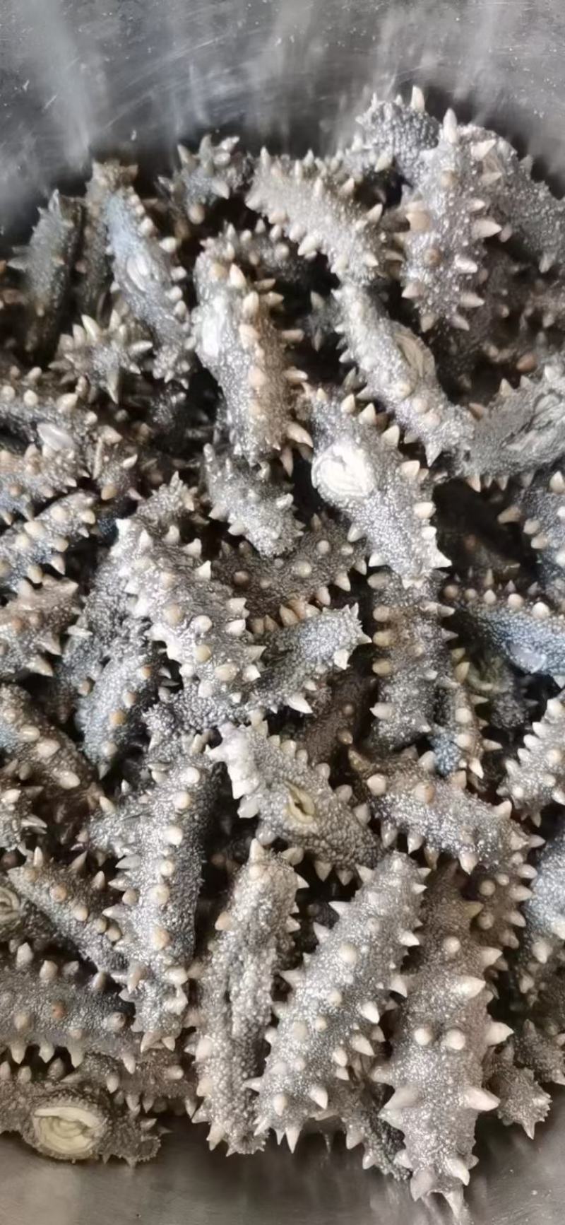 深海海参