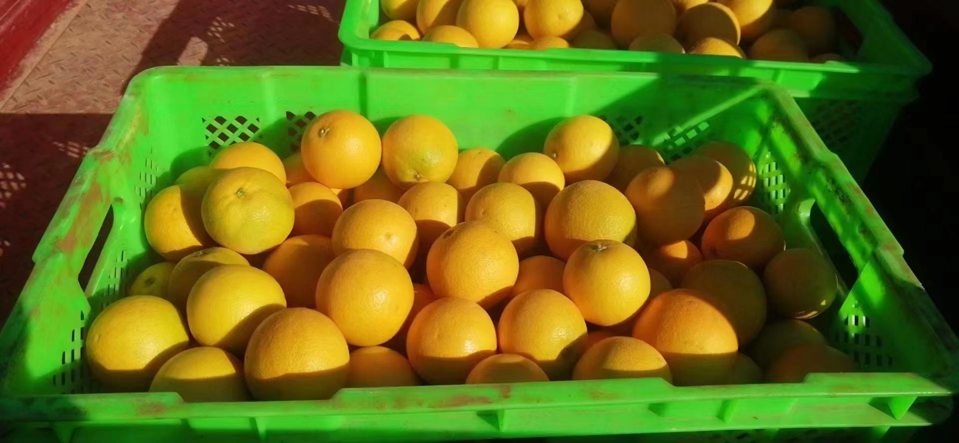 包装精美的青皮冰糖橙礼盒与散装果实对比图