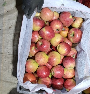 [苹果批发]山西丹香苹果价格1.60元/斤 - 一亩田