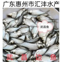 武昌鱼三角边团头鲂品种优良全国发货包成活