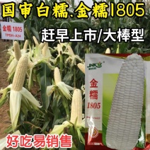 金糯1805特大棒甜糯玉米种子早熟大穗白粘糯苞谷玉米种子