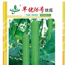 肉丝瓜种子早优16号早熟挂果密瓜条顺直肉洁白