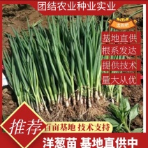 万亩育苗基地直供发货优选高产紫皮早熟洋葱苗