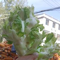 儿菜