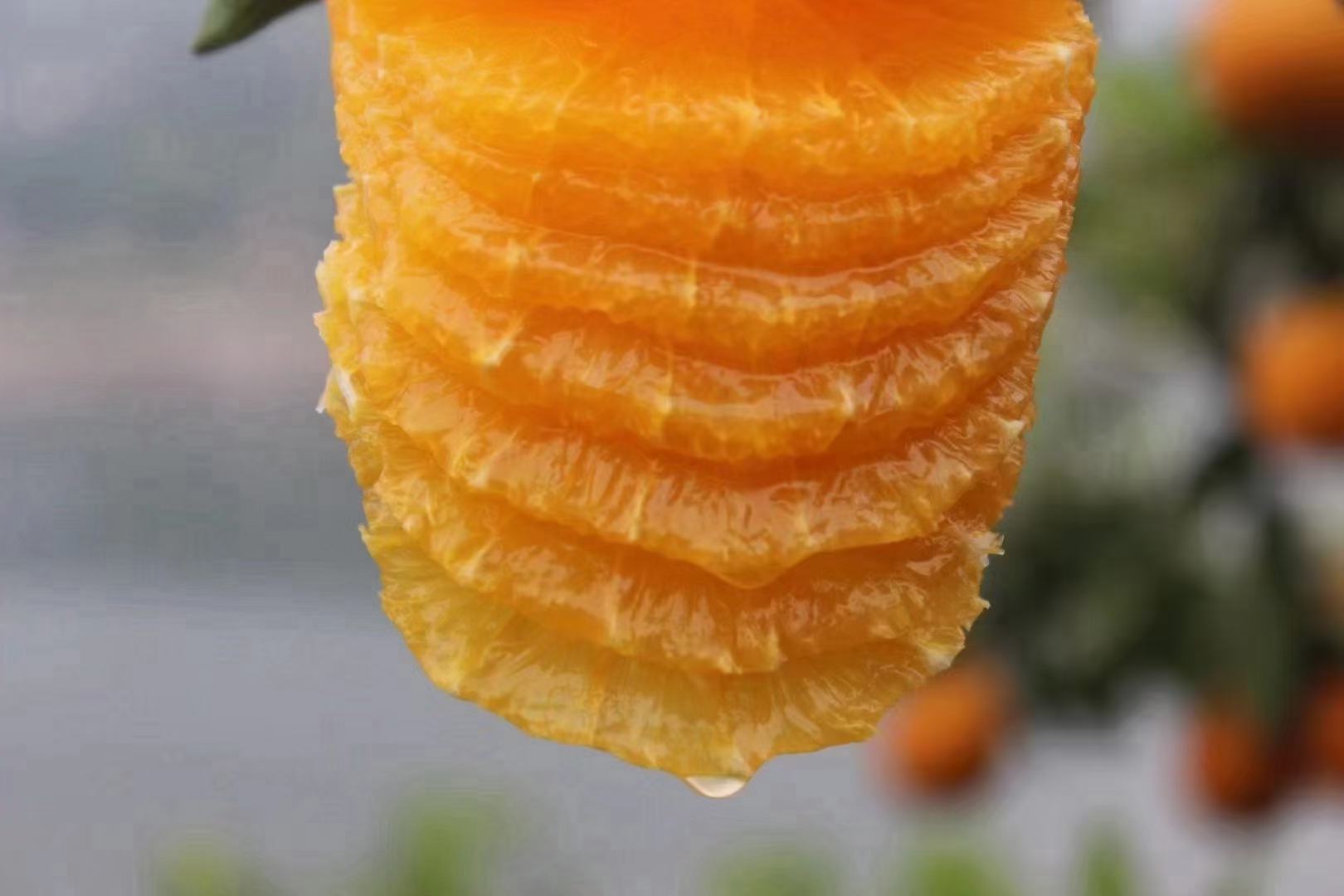 一颗成熟饱满的眉红脐橙,表皮光滑细腻呈橙红色,顶部带有明显的红色晕纹,切开后果肉呈现鲜艳的玫瑰红色,果汁丰富,背景为阳光照射下的果园环境 眉红脐橙整果特写