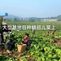 四川儿菜，基地供货，量大从优，一手货源，保质保量