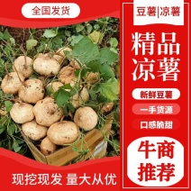 广东精品地瓜，凉署沙署口感脆甜大量上市一条龙服务