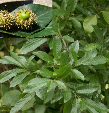 [橡树种子批发]橡树种子栓皮栎种子麻栎种子象树种子橡籽美国红橡价格